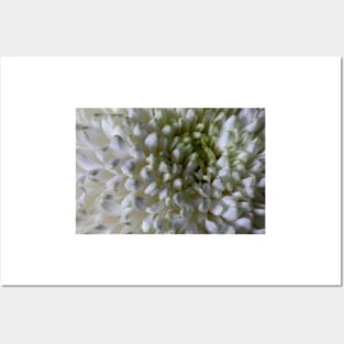 Classic Chrysanthemum Macro Posters and Art